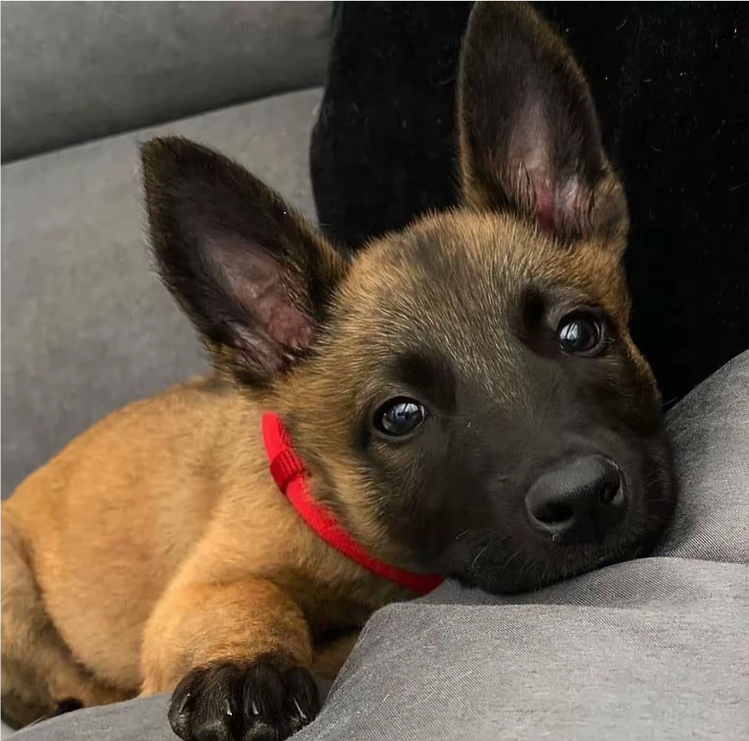 【马犬】狗狗俱乐部