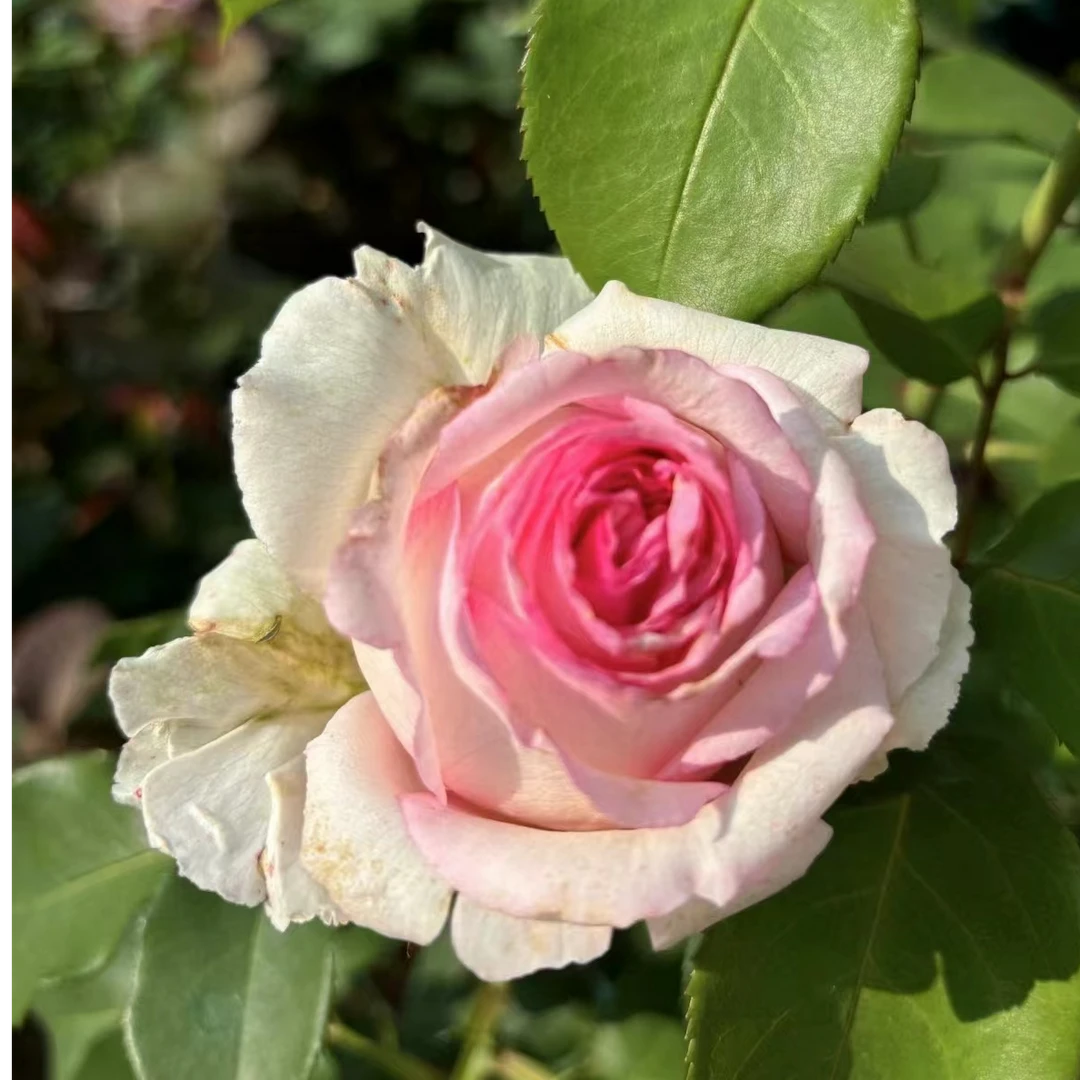 【珂雪中苗】四季开花浓香