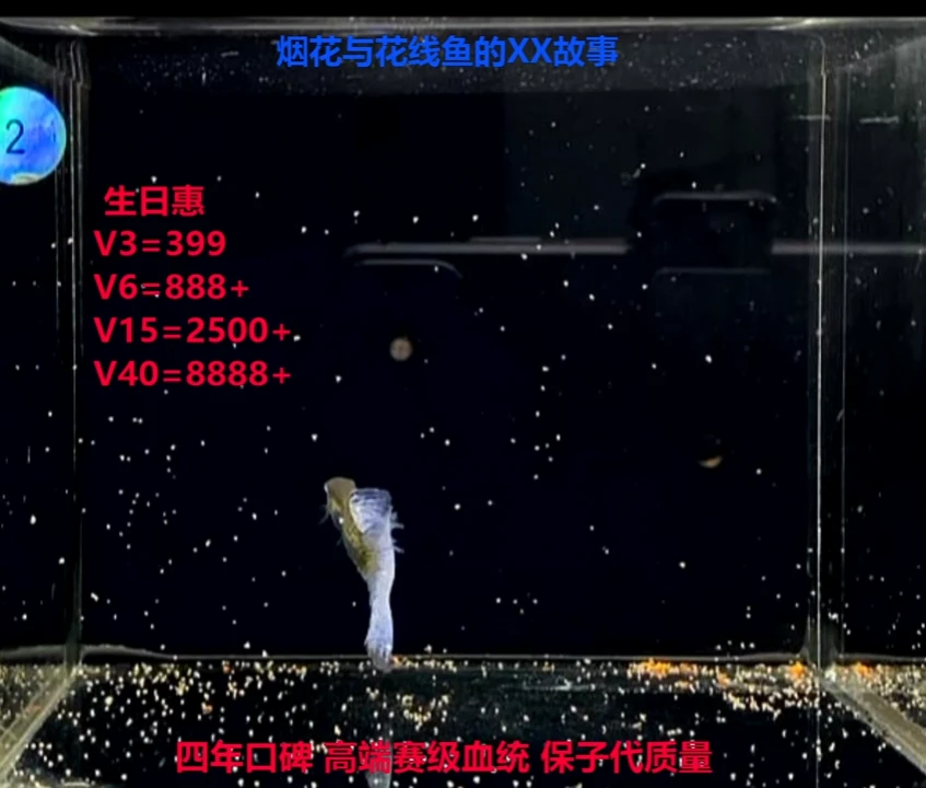 孔雀鱼泡****噜花线多元紫草压成种鱼福利1对多个黄化母