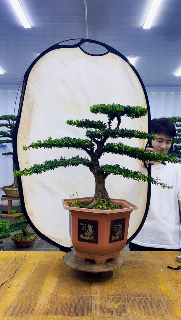 宸****y00000000000000000