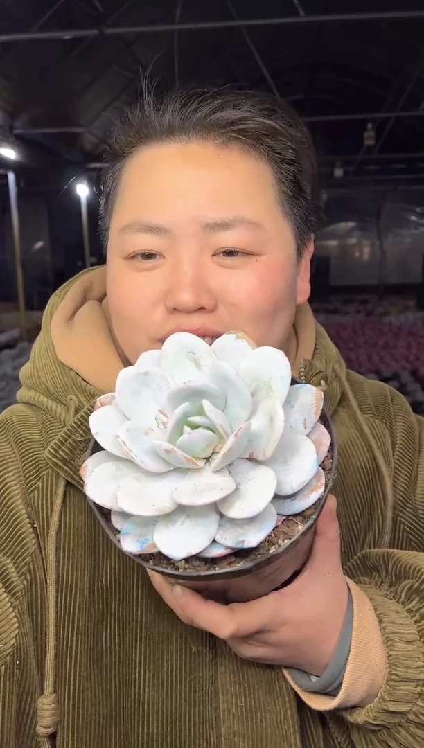 【闪购商品】110-大雪莲带盆土9.99