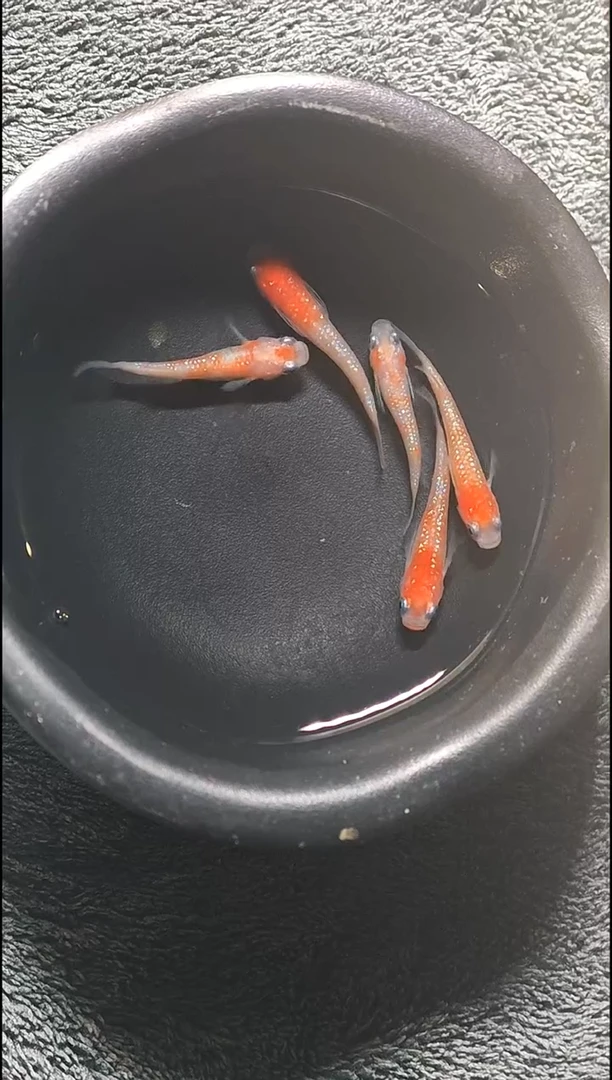 青鳉鱼观背青鳉001