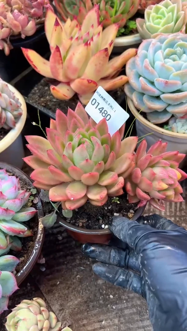 /****）多肉植物一物一拍01480