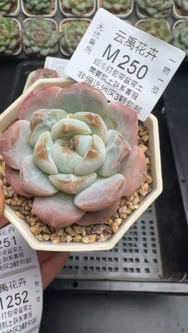250M当天拍3颗包柚 带盆土纸巾打包 云禹花卉 珍妮多肉植物