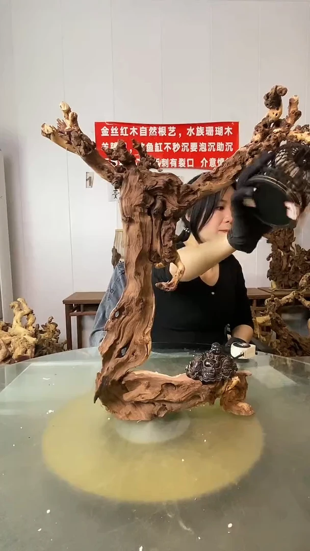 香榧木大*金丝红木 羊蹄甲
