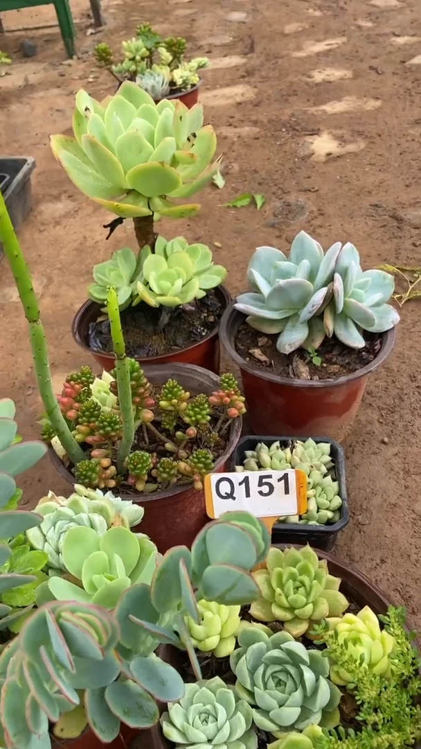 Q151多肉组合默认脱土发货