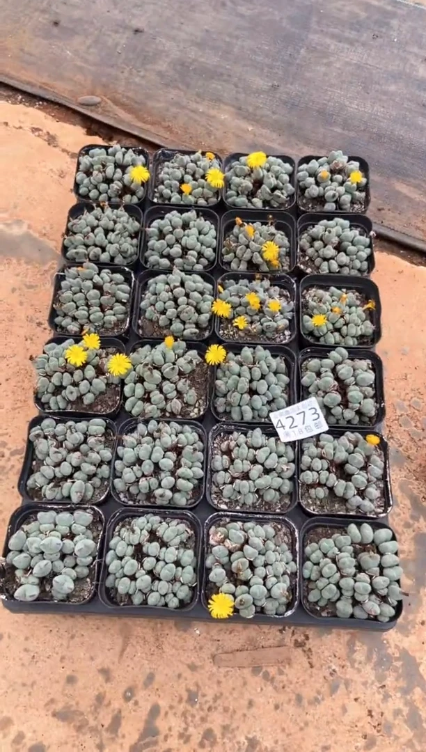 4273特价口笛群有疤瑕疵缺水发货1盒量拍