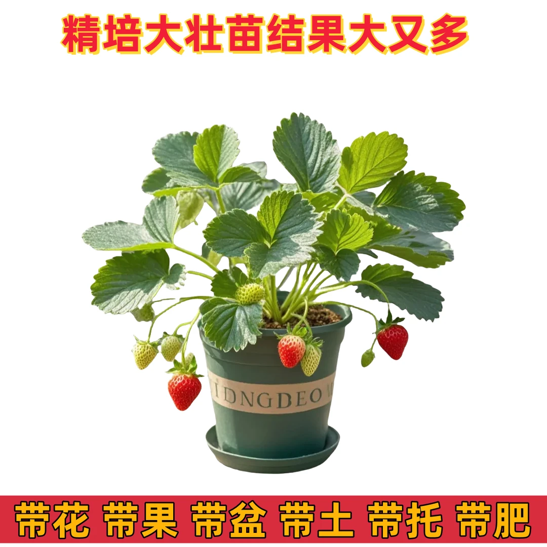【带果带花带盆带托带肥】草莓盆栽壮苗田园土载好红颜奶油好养