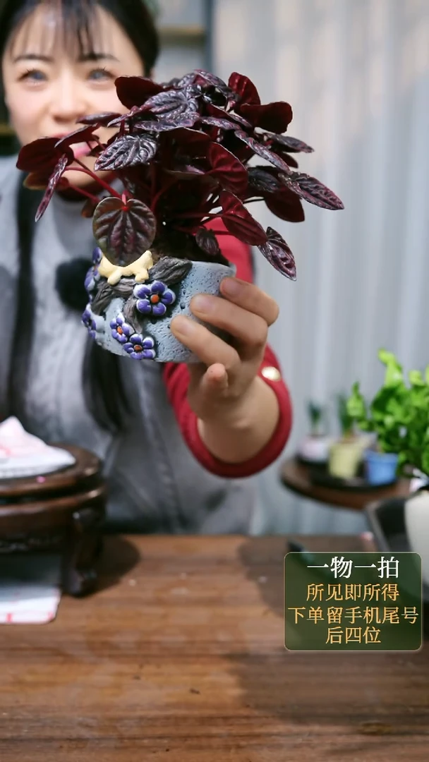 【闪购商品】9--紫小熊红宝石随机