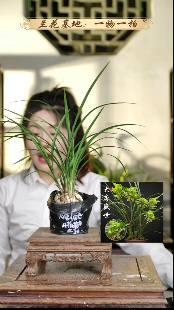 完全开放大唐苗1花苞