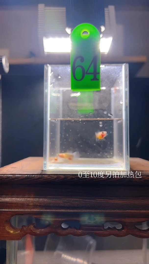 孔雀鱼黄肉蓝礼服玻璃猫普通体64