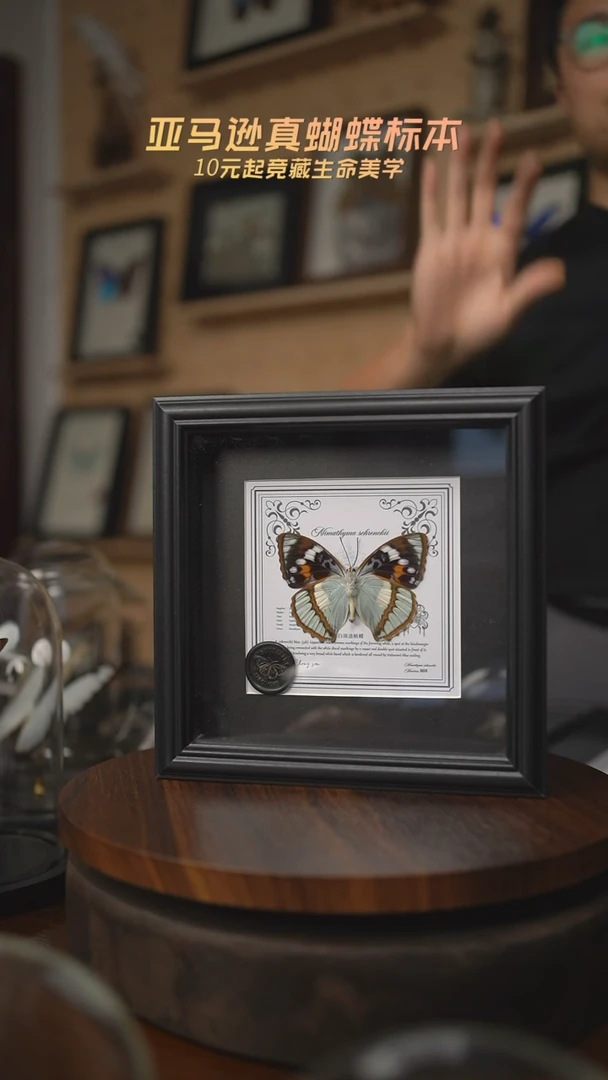 有机玻璃白斑迷蛱蝶方框