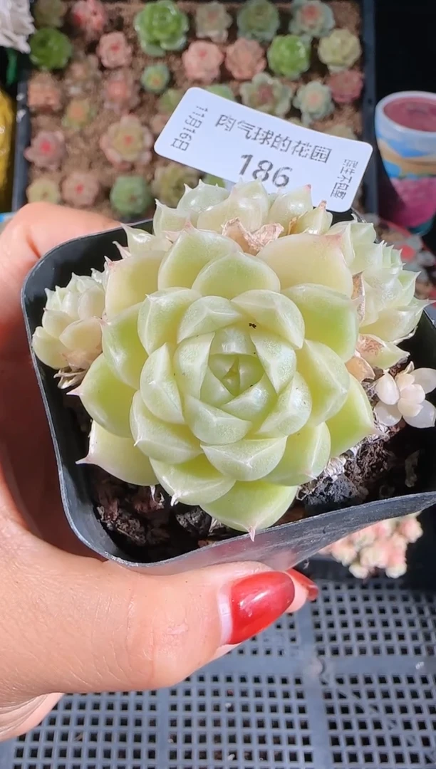 1116-186群生不包整