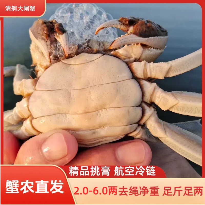 大闸蟹活蟹礼盒现货现发全母2.0两10只装3.0两4.0两5-6两特大螃蟹
