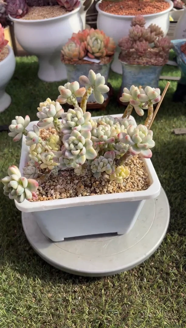 【闪购商品】07012