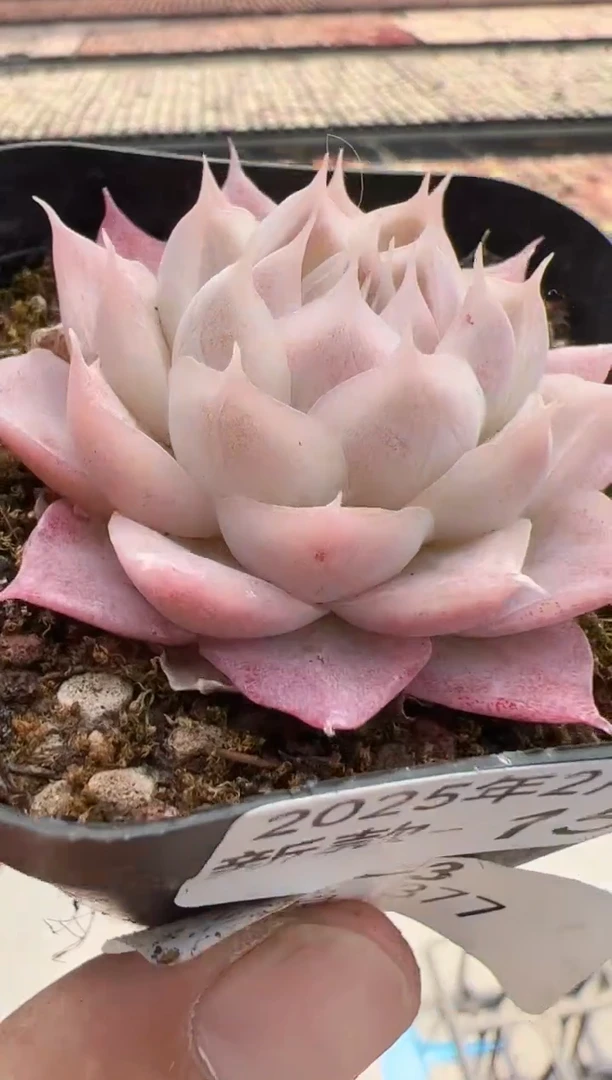 【闪购商品】新款多肉-155