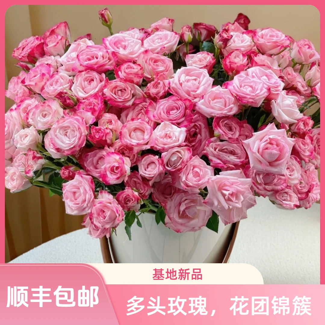 【花喜甄选】浪琴多头玫瑰鲜花云南直发家用瓶插水养鲜切花顺丰