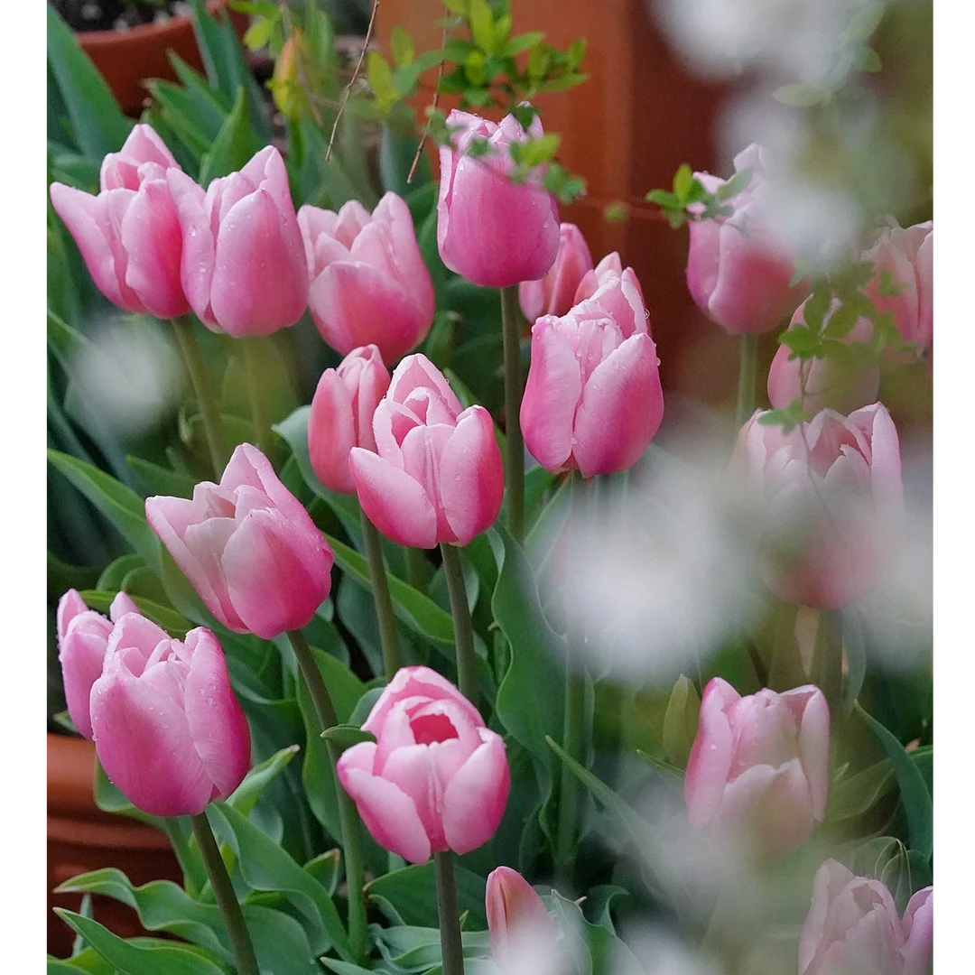 【王安官方店】高品质奶昔郁金香基地直发高品质鲜切花生活鲜花