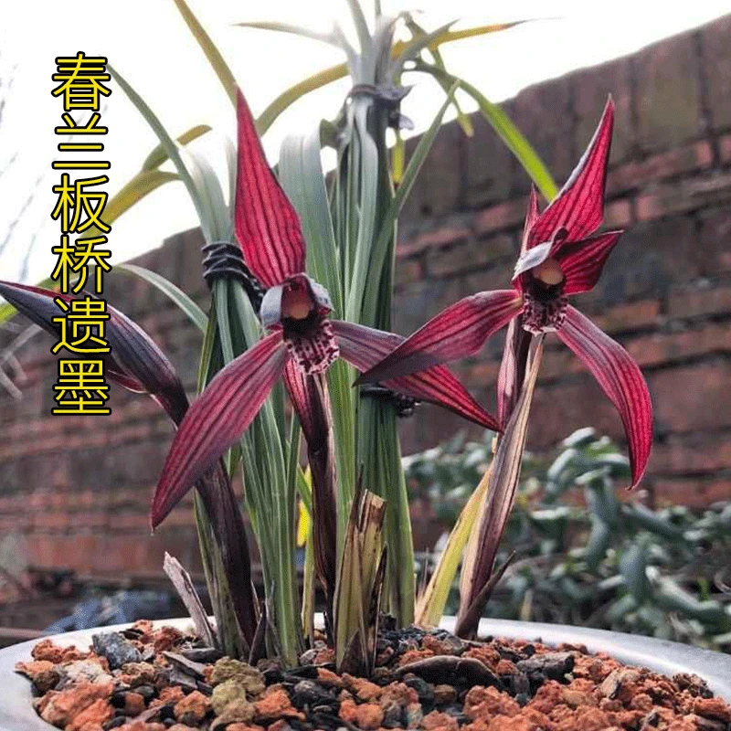 兰花雅苑直播兰花精选新品【板桥遗墨】春兰铭品室内外花卉绿植盆栽