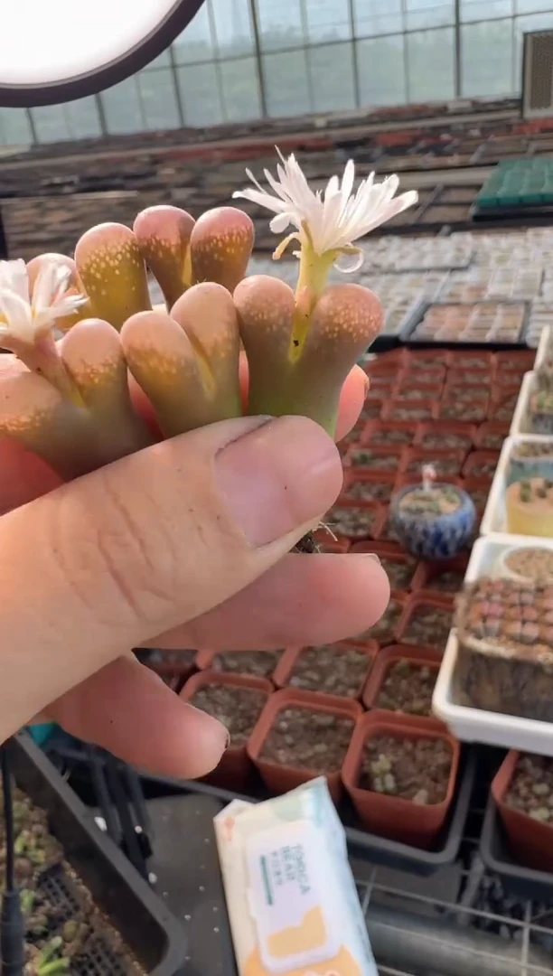 10-2多肉植物肉锥一颗