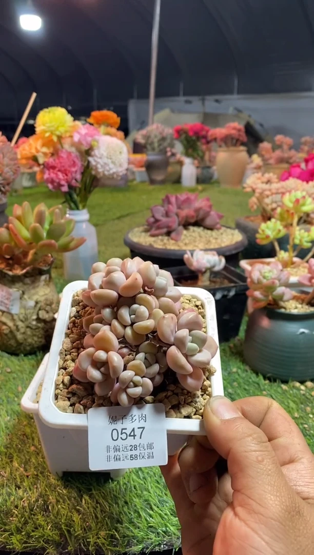 【闪购商品】0547花斑露