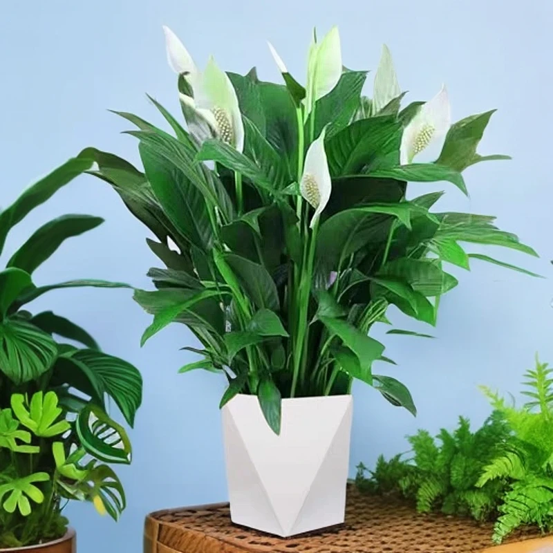 H白掌盆栽一帆风顺水培绿植办公室客厅易养花卉红掌植物四季开花