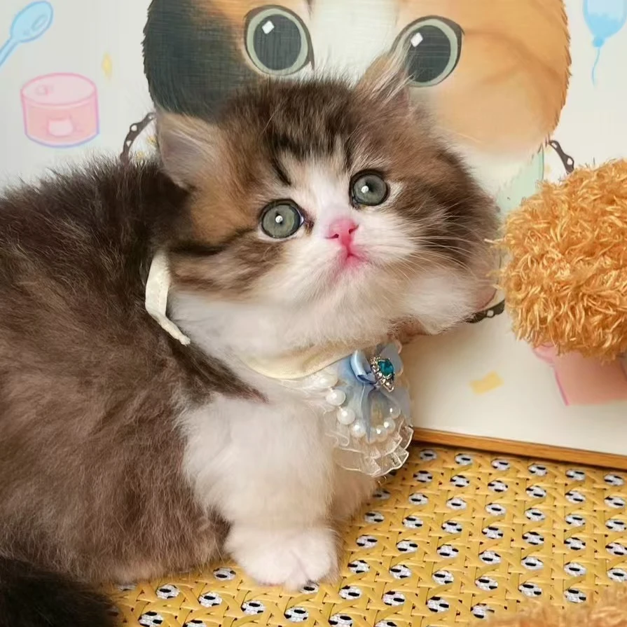 海苔——金加白拿破仑小体宠物活体成交链接（悠米家）