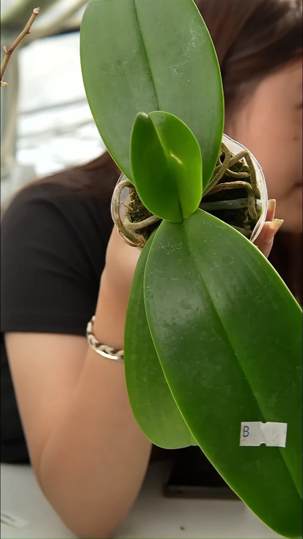 当前无花朵，栽培后可花朵象交eq  轻微叶瑕