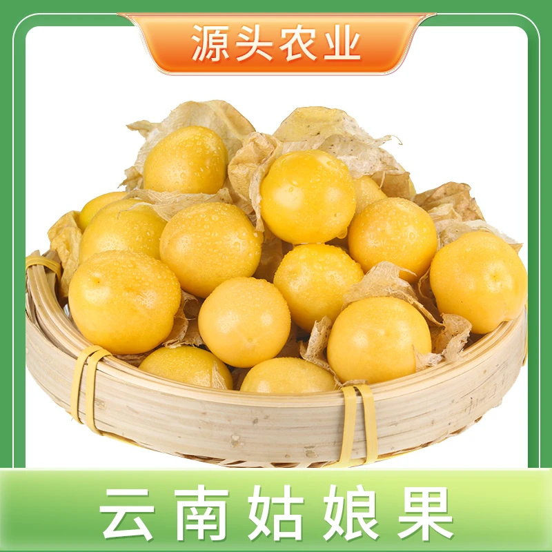 【云南姑娘果】当季水果香甜多汁灯笼果菇娘果1斤 S