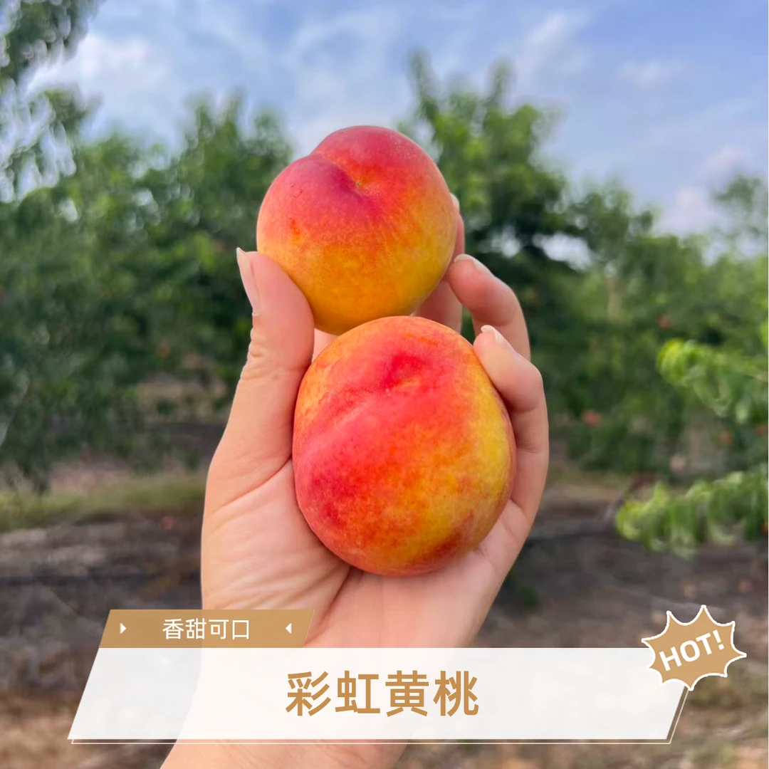 湖北露天彩虹黄桃毛桃香甜可口老少皆宜当季水果果园圆通生鲜直达
