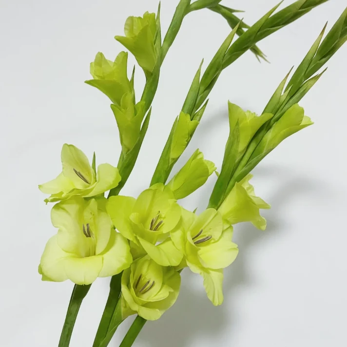 【拾花拾木】剑兰 云南鲜花
