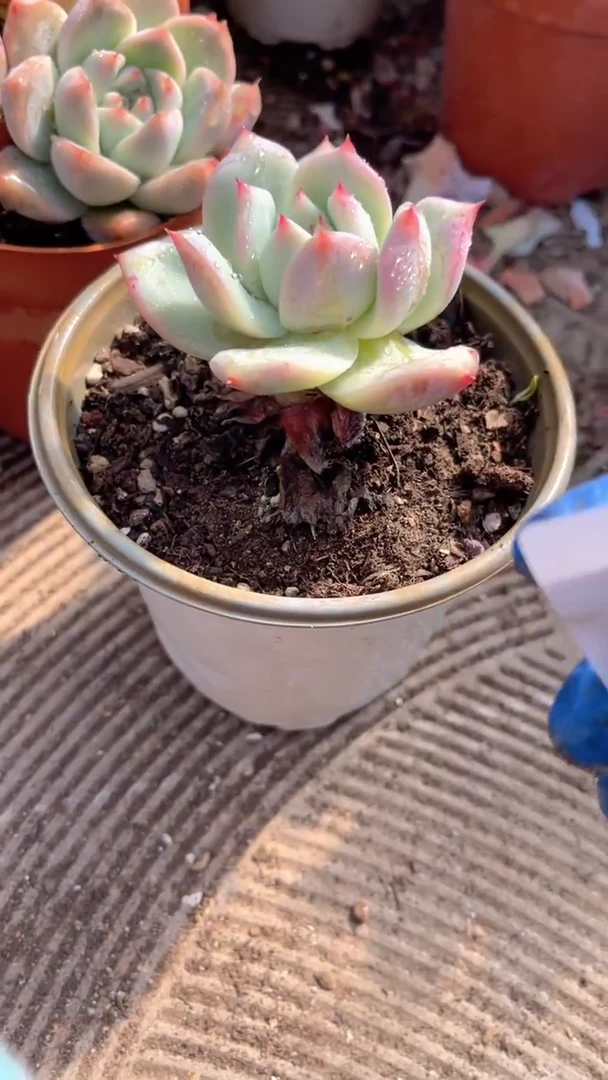 ❦**夕跃跃精品多肉27109