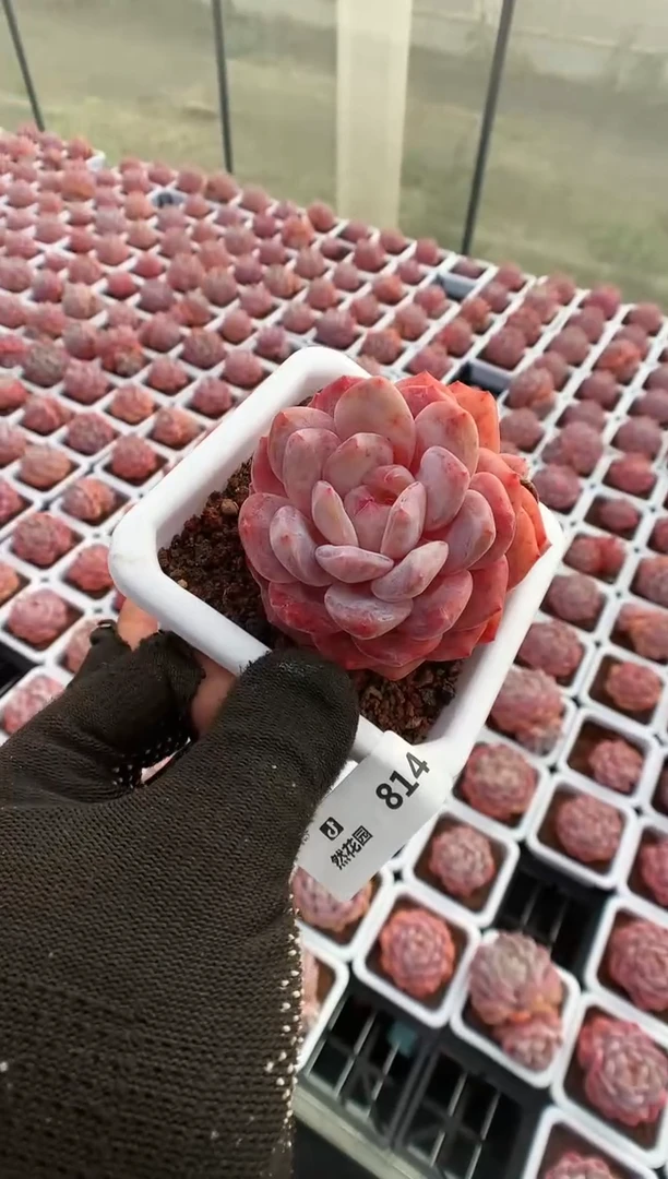 【闪购商品】814雪天使一物一拍