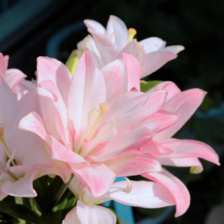 诗晚印象【宾利】1颗14-16规格重瓣亚百合无香进口百合种球