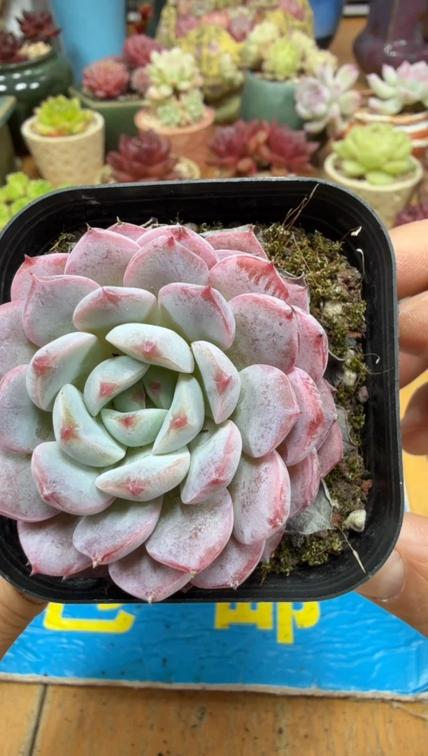 东云多肉园二店-86