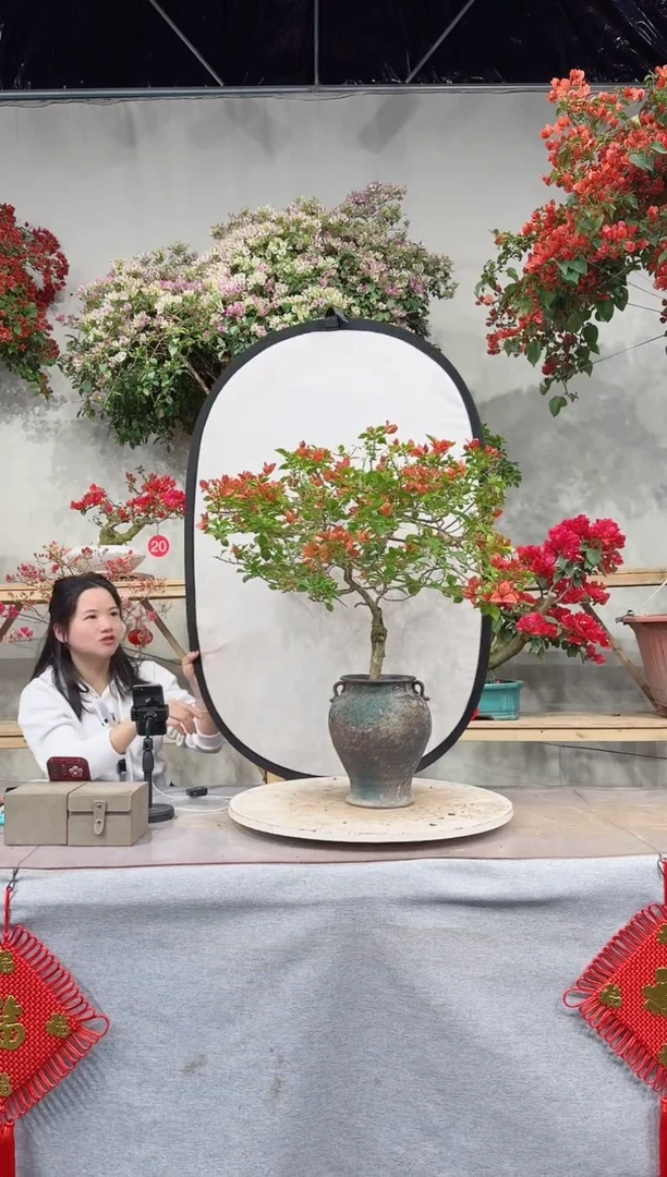 【闪购商品】盆景佩德罗