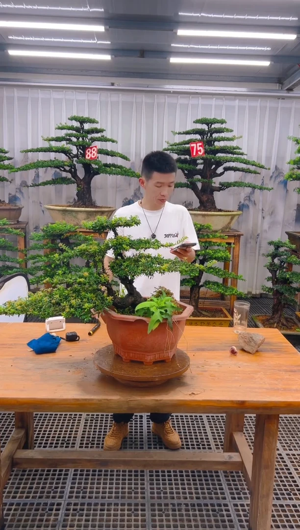无花朵精品盆景直播间一物一拍