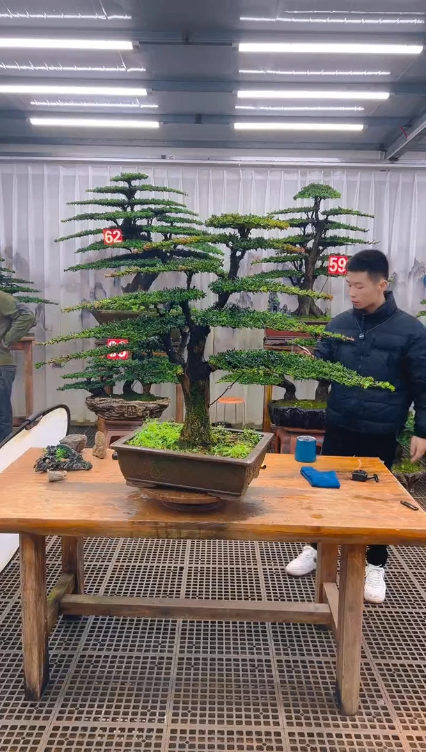 无花朵?***言精品盆景直播间一物一拍