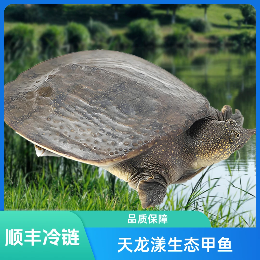 单只6斤【十年野养】公鱼德清生态甲鱼青背白皮外塘活体食用甲鱼