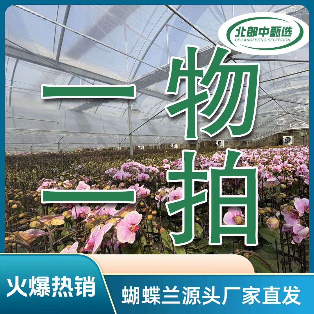 北京北郎中甄选｜精品蝴蝶兰·主播带您挑·拍下备注花名