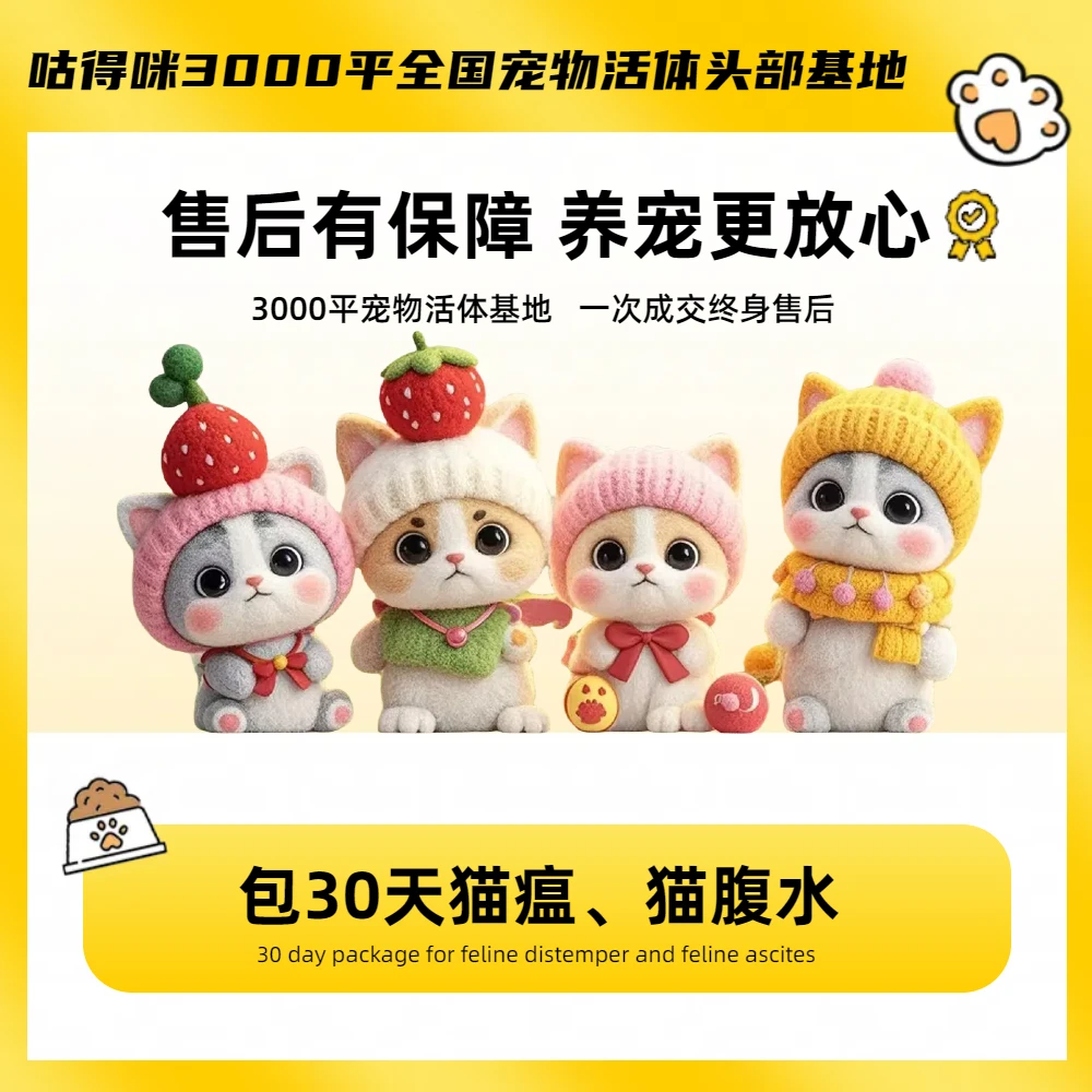 【咕得咪宠物猫】精品猫-宠物猫-纯种猫-米努特-拿破仑-曼基康-稀有色-甜美度