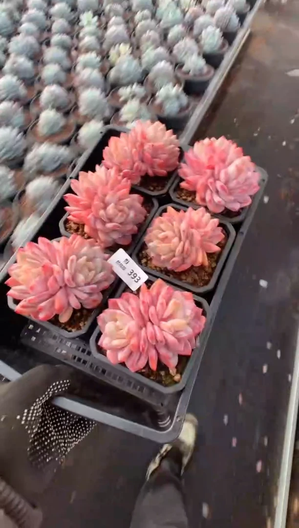 393玫瑰梦露多肉植物一物一拍