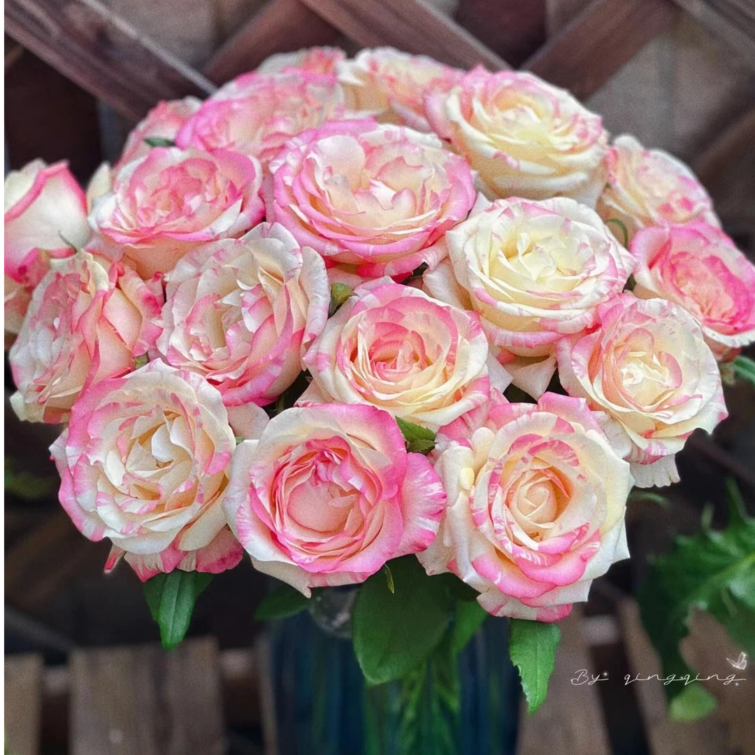 霓裳玫瑰【收到花一定要醒花，不会的请联系客服】