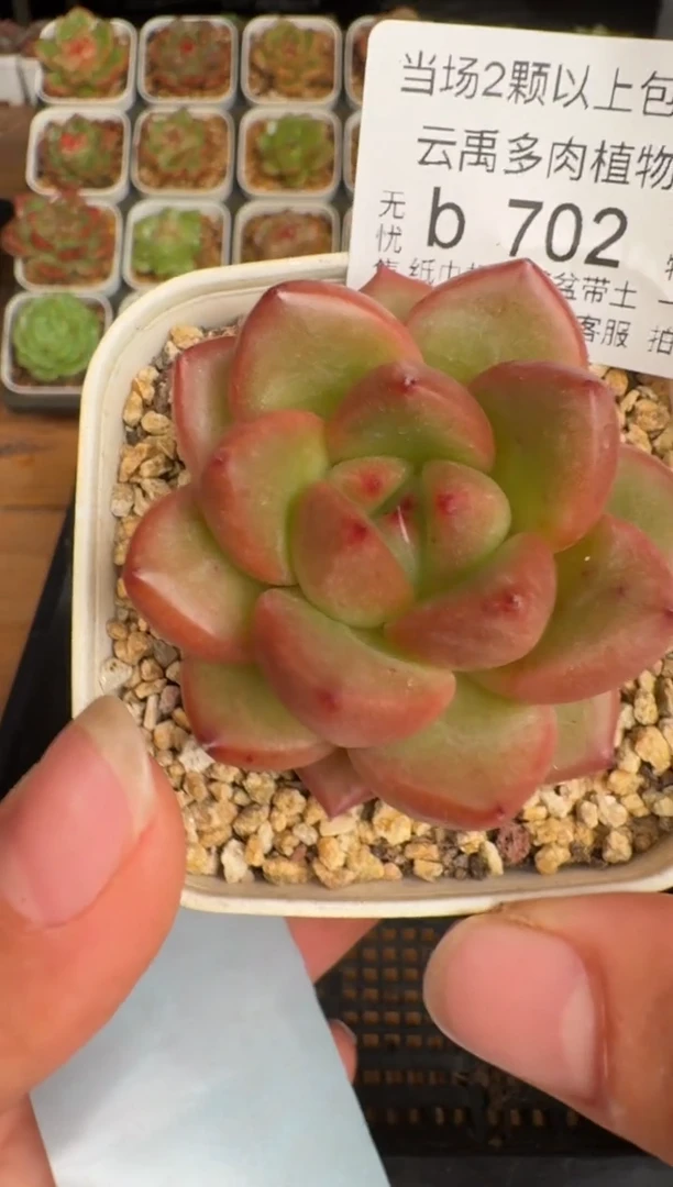 702b珍妮多肉(6.5cm杯）一物一拍 带盆土发