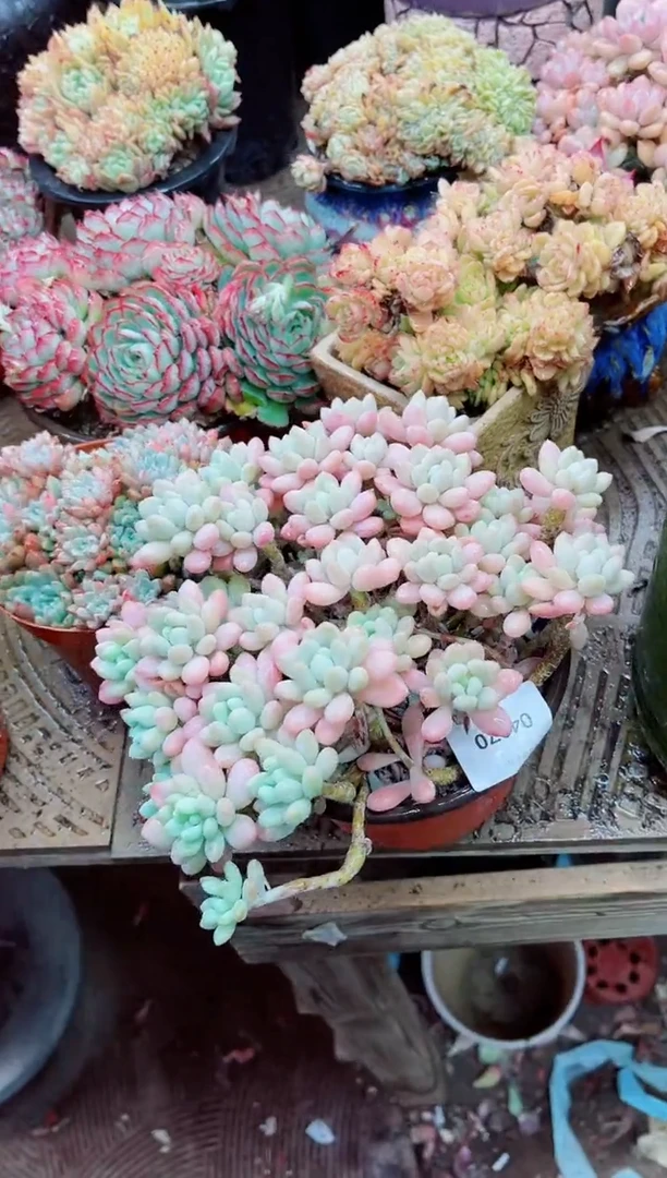 【闪购商品】04070