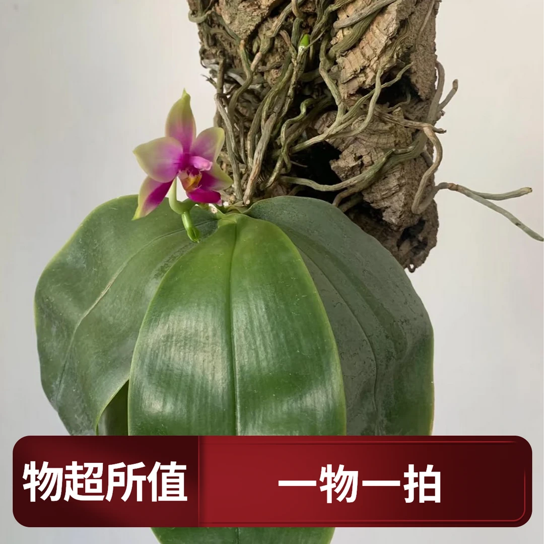 直播间一物一拍链接【蝴蝶兰】