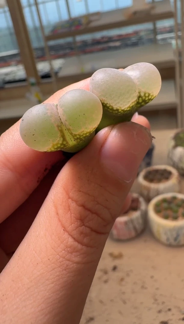 晗***?美丽的肉石头16-107