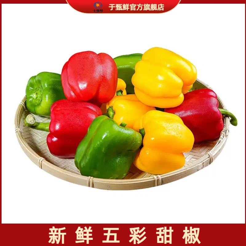 【于甄鲜选】山东新鲜圆椒五彩椒果大肉厚柿子水果椒可生吃3-5.5斤