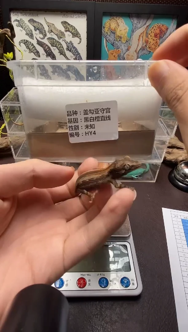 盖勾亚守宫鳞与尾 Scale Tail 爬宠HY4黑骑士
