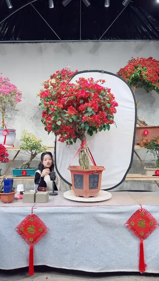 【闪购商品】盆景同安红